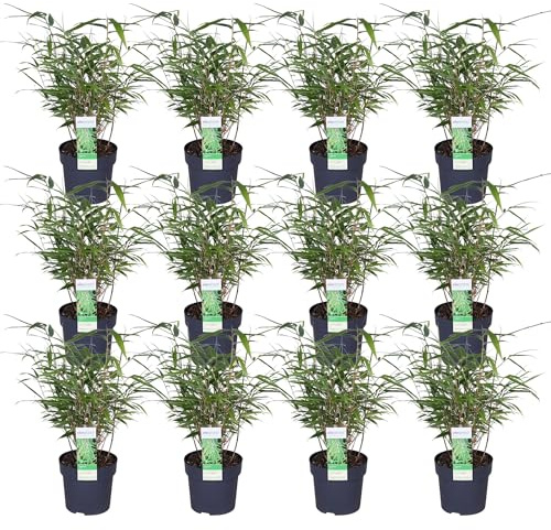 Fargesia Rufa Bambus – Set mit 12 – 40 cm – Ø 14 – Gartenpflanze