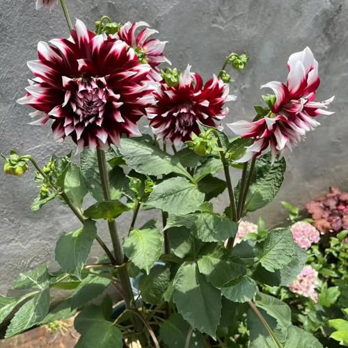 Tuberi di dalia, resistente, balcone in vaso tappezzante 1pcs