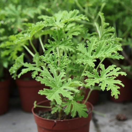 gerani profumati - Pelargonium graveolens - da cucina da balcone geranio limone rialzata, resistenti in vaso decorazioni per il soggiorno, giardino 130semi