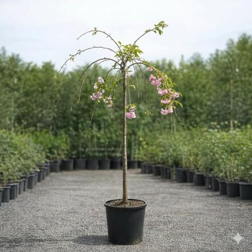 Cerezo Japonés Sakura Kiku Shidare Zakura (Prunus serrulata) 10L – Árbol Colgante con Floración Rosa Claro