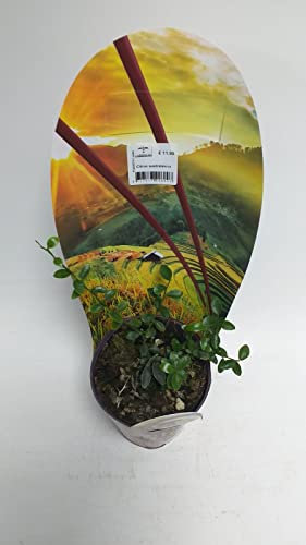 Citrus australasica Tree Caviar Lime- Citrus Plant Finger File in 12cm Pot Approx 20 cm Tall