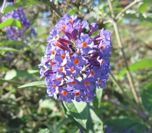Sommerflieder Orpheus - Schmetterlingsflieder - Buddleja davidii 60-80