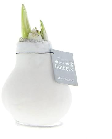 Amaryllis in Wachs Samt Weiß | 1 Stück | Amaryllis in Wachs | ohne Gießen | pflegeleicht | lange und majestätische Blüte | Rot | Zimmerpflanze