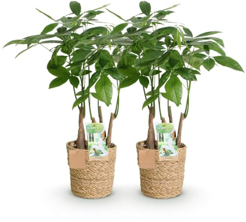 Green boutiQ - Zimmerpflanzen - Pachira Aquatica Mehrstamm - Geldbaum - Wenig Pflege - mit Korb - Grün - 2 Pflanzen - Topf 17cm - Höhe 50-55cm
