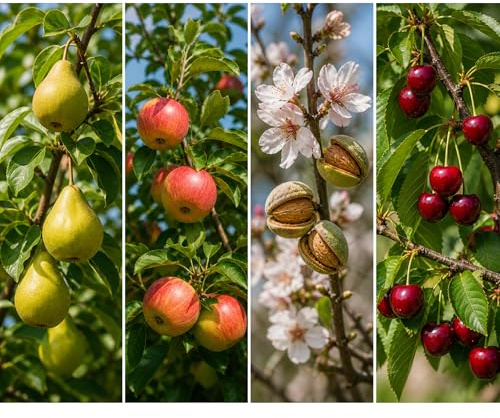 Garden Center Shop | Pack Árboles Frutales Peral Manzano Almendro Cerezo Ciruelo Melocotonero e Higuera | Plantas Naturales para Jardín y Huerto (Peral, Manzano, Almendro, Cerezo)