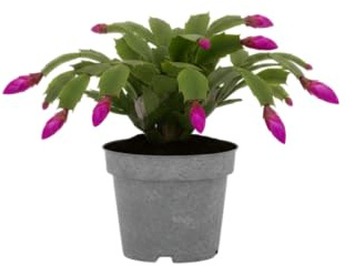 Schlumbergera Natural – Cactus de Navidad DECOALIVE Flor Decorativa