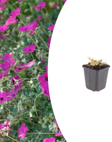 Geranium sang. 'Max Frei' | 12 stycken - 10-25cm - Ø9cm - Trädgårdsväxt