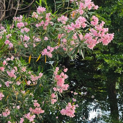 oleander, outdoor garten alte sorten blühende winterhart balkonpflanzen blumendeko sommerblumen 25pcs