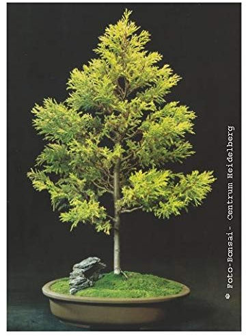Tropica – Zypressen Gold von Monterrey (Cupressus Macrocarpa » gold Crest ) – 50 graines- Bonsai