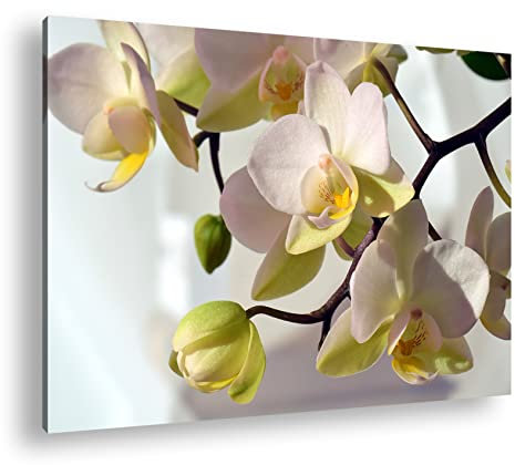 deyoli Leinwandbild Orchideen Blüten – Eleganz und Zartheit Format: 70x50cm XXL Kunstdruck Bild auf Holzrahmen/Wandbild/Wohnzimmer Dekoration