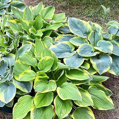 Hosta mix of 4 colors 15 PCS fresh seeds, Hosta mix seeds, Hostas, Plantain lilies, Herb seeds, Flower seeds, Garden flower, Organic seeds