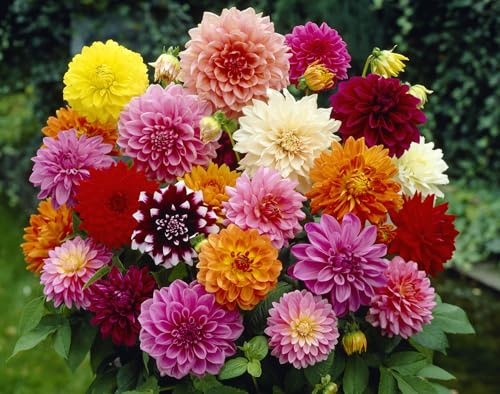 10 X Dahlia Mix - Dalia Misti - Bulbi Di Alta Qualità (10)