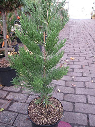 Sequoiadendron giganteum Philip Curtis - Zwerg-Mammutbaum 30-40