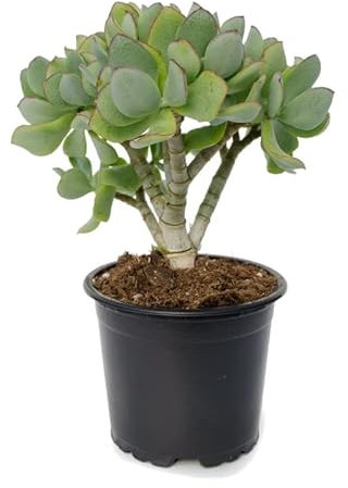 Crassula Arborescens Natural Planta con Escasa Necesidad de Agua