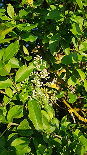 Ligustrum ovalifolium/Troène de Californie/Conteneur de 7 à 10 litres