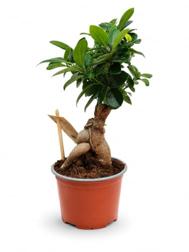 Febo Garden Ficus Microcarpa Ginseng, Pianta da Interno, Altezza 30 cm, Vaso 12 cm, Stile Bonsai