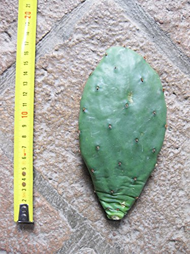 Geosism & Nature Opuntia humifusa (n.1 Pelle) 5-20 cm, Cactus, Plante succulente Dure Hiver, résistante jusqu'à -20 ° C