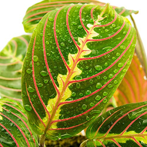 GardenersDream Maranta Fascinator Tricolour Pflanze im Topf - Immergrüne Echte Pflanze für Drinnen - Pflegeleichte Gebetspflanze - Luftreinigende Zimmerpflanze für Wohnzimmer und Büro (20-30 cm)