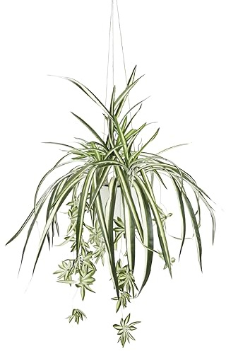 Kunstpflanze Grünlilie mit Hängeampel Seidenpflanze Büropflanze Grünpflanze Chlorophytum Zimmerpflanze Spinnenpflanze Kunstblume Schlangenpflanze Wasserlilie Hängepflanze Topfpflanze Pflanzendeko