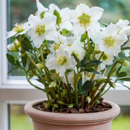 christrosen, schnittblumen balkonpflanzen winterhart christrose, balkon blumenwiese winterharte garten 100samen