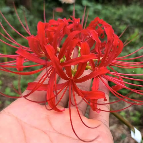 giglio ragno - Lycoris Radiata bulbi selvaggi di balcone selvaggi resistenti Letti elevati per il giardino massiccio balcone bonsái interno 4pcs