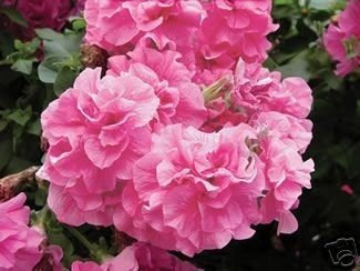 Petunia Trailing Tumbelina Candyfloss Trailing Basket Plug Plants X 6