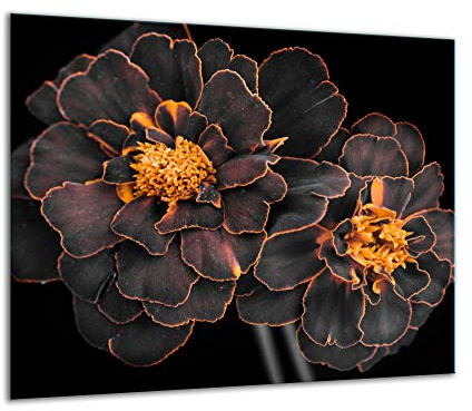 TMK ArtDeko Herdabdeckplatte 1 Teilig 60x52 cm - Spritzschutz Herdabdeckung – Herdschutz aus Sicherheitsglas – Robust, Hygienisch & Rutschfest– Schutz für Induktion, Ceran, Gas & Elektro