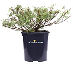 Pianta di Potentilla pianta di Cinquefoglia pianta da esterno pianta da giardino pianta ornamentale pianta da siepe pianta vera venduta da eGarden.store (Fruticosa Abbotswood v.17 cm)
