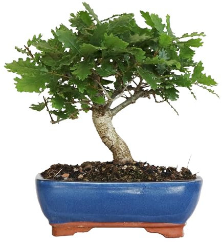 KENTIS - Bonsai Quercus Pubescens - Japanischer Flaumeichen-Bonsai - Echte dekorative Pflanzen für den Außenbereich - H 25-35 cm, Keramiktopf Ø 21 cm