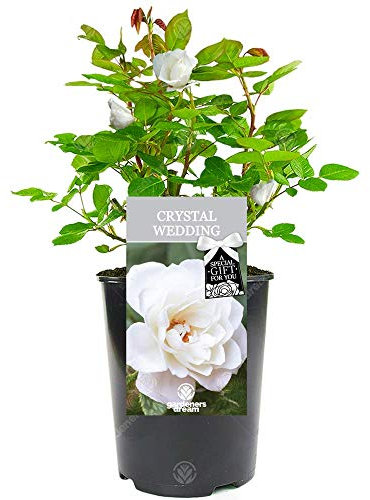 Crystal Wedding Rose - 15th Wedding Anniversary - Help Celebrate a Special Couple's Crystal Anniversary with a Unique Living Plant Gift