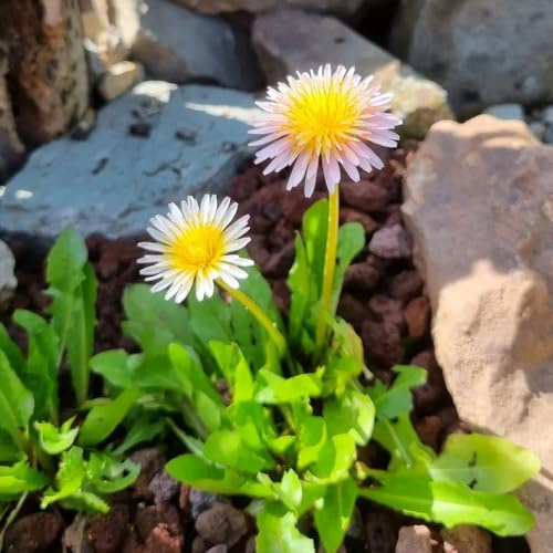 Löwenzahn - Taraxacum mongolicum - kräuterbeet balkon gartenpflanzen winterhart mehrjährig kräutersamen kräutergarten geschenk 100Samen