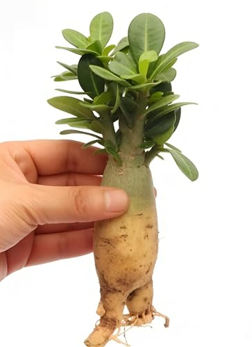 Rosa del deserto resistente al freddo e all'asciutto (1 pollo), fiorisce tutto l'anno, creando un giardino mozzafiato specializzato nella coltivazione di coni (Flammenberg)