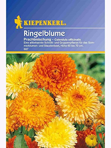 Calendula Ringelblume Prachtmischung