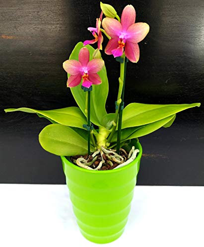 POWERS TO FLOWERS - ORCHIDEA PHALAENOPSIS LIODORO PROFUMATA IN VASO CERAMICA VERDE, pianta vera