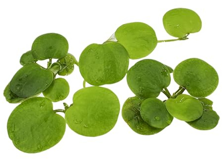 Südamerikanischer Froschbiss, Limnobium laevigatum Schwimmpflanze 1 Portion | für Aquarium,Teich und Urzeitkrebs-Becken, schnellwüchsig, viele Ableger, Versteckplätze für Jungfische und Garnelen