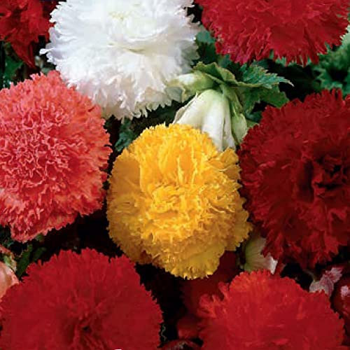 schone Begonia Mixed – Gorgeous Blooms of Vibrant Colours – Summer Flowering Bulbs – Perennial – for Your Beautiful Garden (Fimbriata)