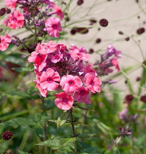 Hohe Flammenblume Flammenkuppel - Phlox paniculata