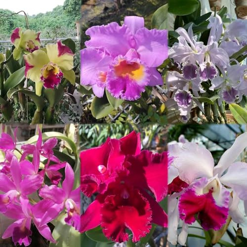 30 piezas semillas de orquideas resistentes al invierno para jardín, catleya, perennes resistentes semillas de del balcon