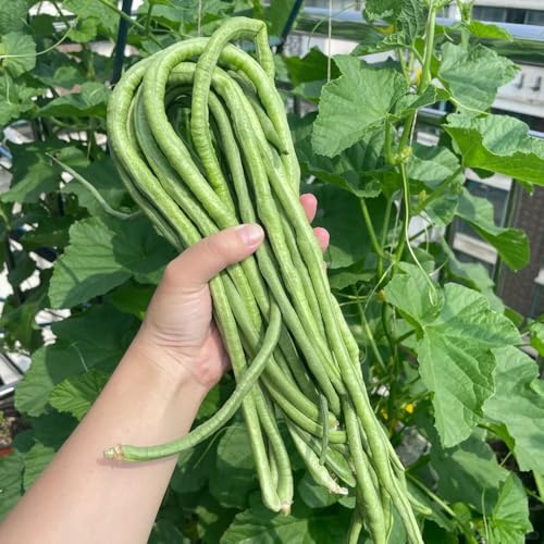 semillas de frijol de jardín - variedades antiguas, silvestres 10pcs