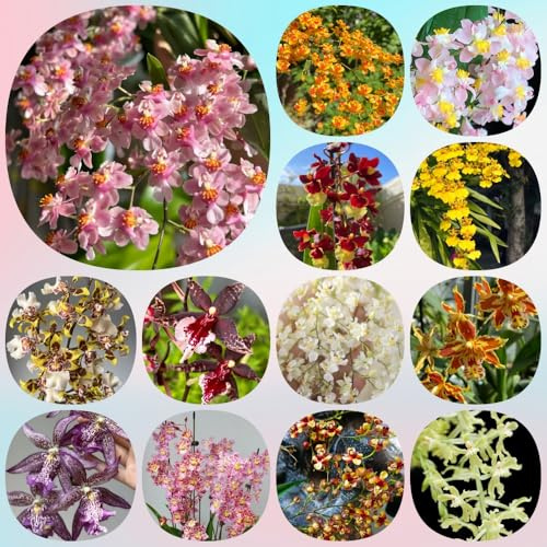 Semi di Orchidea Oncidium, decorazione del soggiorno semi di da ufficio esotici semi da balcone regali per gli amanti del giardino d'appartamento 500pcs