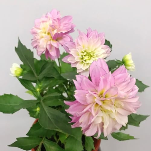 tuberi di dalia - decorazioni da giardino resistenti perenni balcone 2pcs