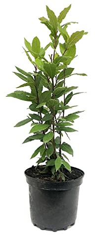 Laurel Árbol Natural Laurus Nobilis Planta de Laurel Hojas Aromáticas para Cocinar
