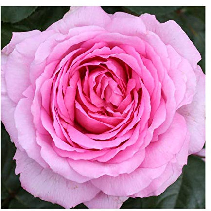 Rosa Bush Rose Modern Hybrid Tea 'Mum in a Million' Potted