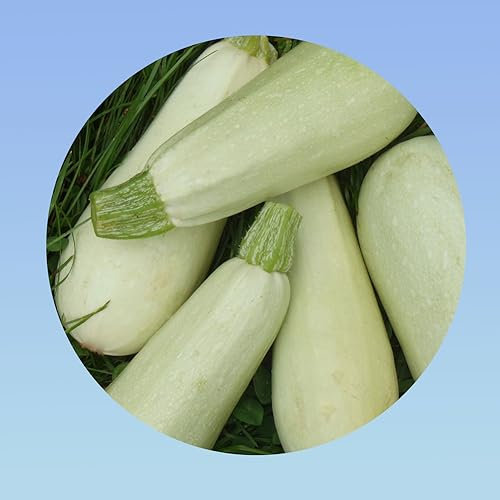 5 grammes de graines courgette blanche - environ 45 graines -Planète graines -