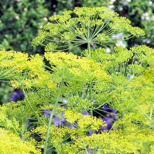 semi di aneto giardino balcone resistenti in vaso 550pcs