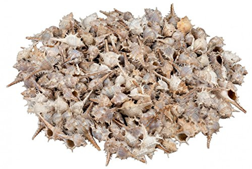 NaDeco Murex trapa Länge ca. 3-7cm, verpackt im Beutel mit 1kg | Meeresschnecke | Deko Muscheln | echte Deko Schnecken | Maritime Dekoration | Kleine Deko Schneckenhäuser | Muscheln und Schnecken