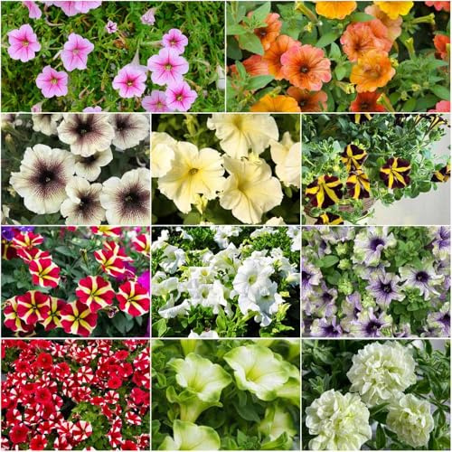 petunia - semillas semillas de silvestres silvestres de jardín exóticas jardín primavera 500pcs