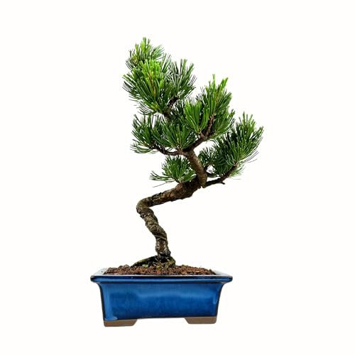 Bonsai Baum mit Keramik Blumentopf - Ligustrum, Ficus, Carmona, Podocarpus, Chinese elm - ca. 6-9 Jahre (16 cm Schale, Japan Weißer Kiefer Bonsai Pinus - ca. 9 Jahre alt, ca. 27 cm hoch)