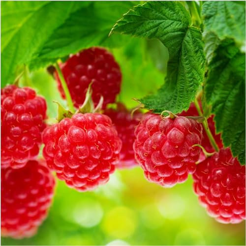 3 'Autumn Bliss' Red Raspberry Cane/Rubus Idaeus 'Autumn Bliss', Big & Tasty 3fatpigs®
