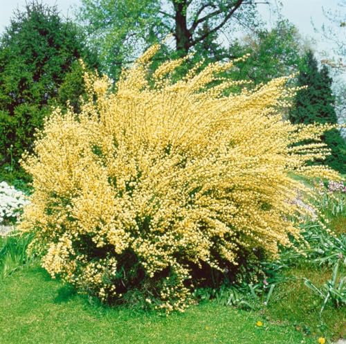 Cytisus praecox 40–60 cm – Winterhart, Mehrjährig, Pflegeleicht – Elfenbeinginster – Zierstrauch für Garten & Beet